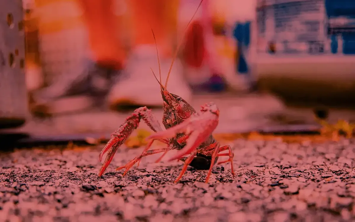 Crawfish for a Cause Splash Image